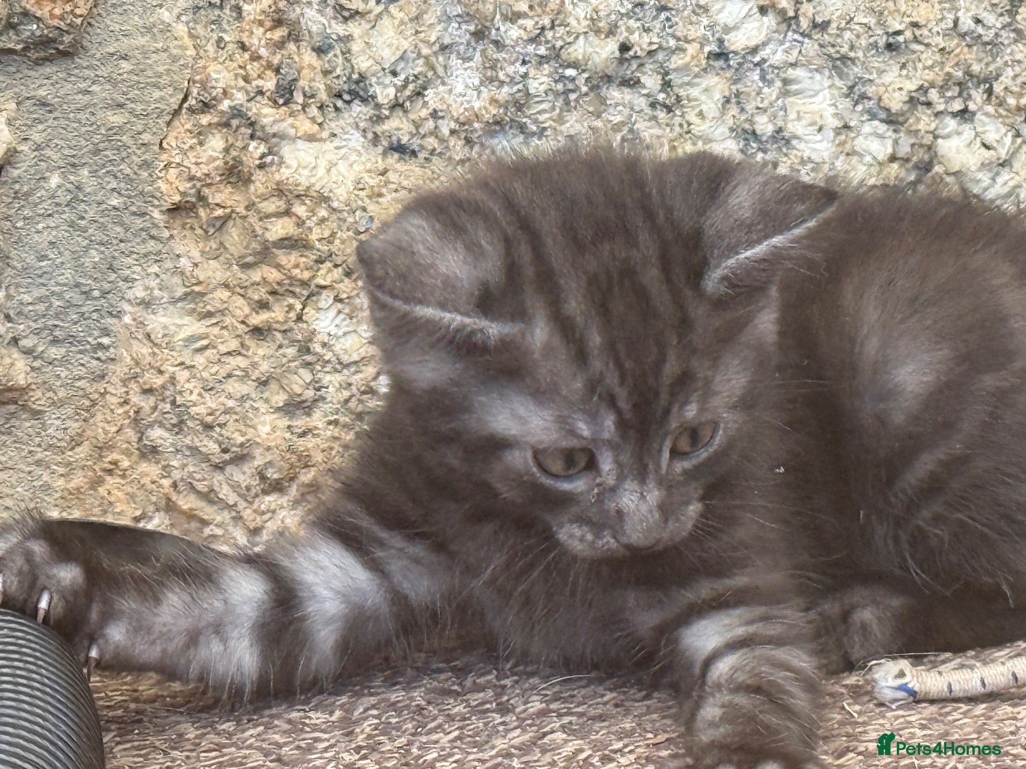 Mixed Breed cats Kitten for sale - Advert 2