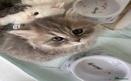 British Longhair cats for sale: British Longhair GCCF Registered  - Image 15