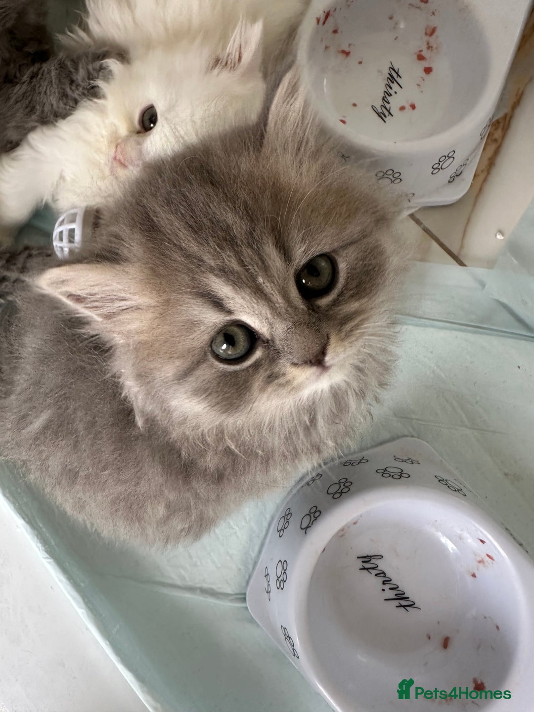 British Longhair cats for sale: British Longhair GCCF Registered  - Image 15
