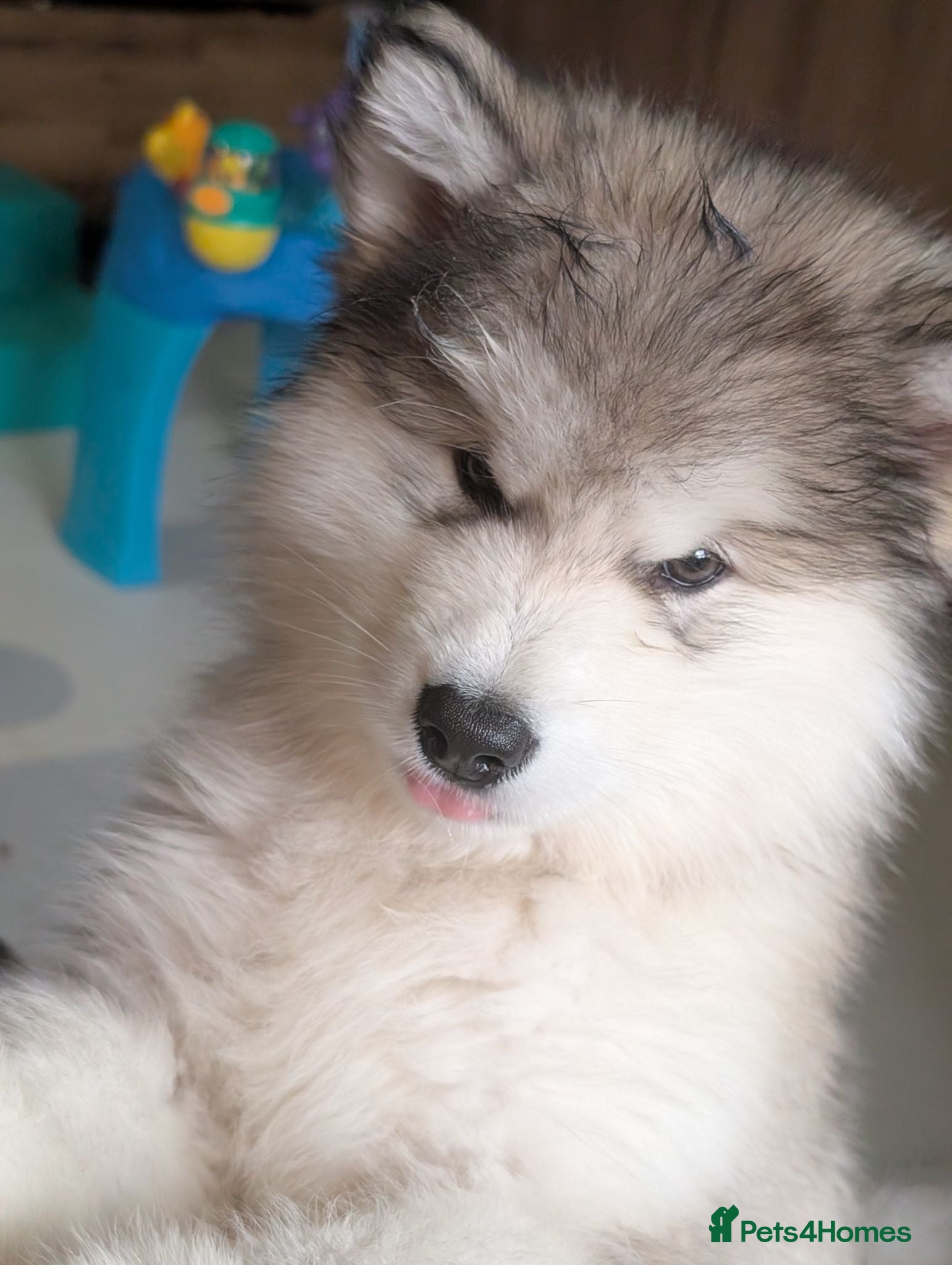 Alaskan Malamute dogs Champ KC Reg Alaskan Malamute Puppies - Advert 1