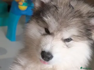 Alaskan Malamute dogs Champ KC Reg Alaskan Malamute Puppies - Advert 3