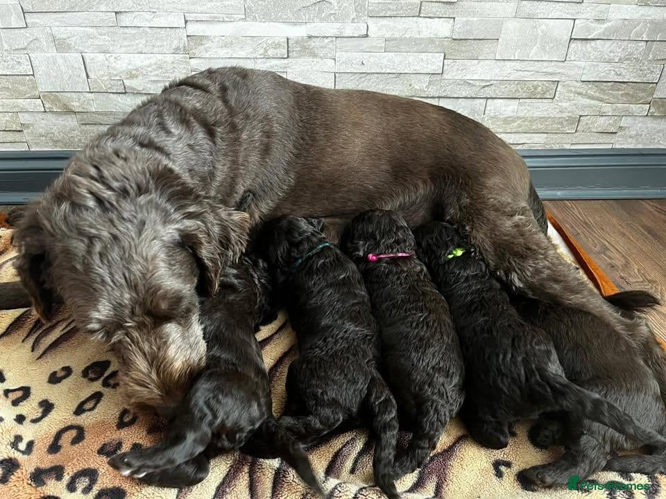 Labradoodle dogs for sale: F1bb Labradoodle Puppies - Ideal Family Balance - Advert 1