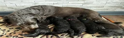 Labradoodle dogs for sale: F1bb Labradoodle Puppies - Ideal Family Balance - Advert 1