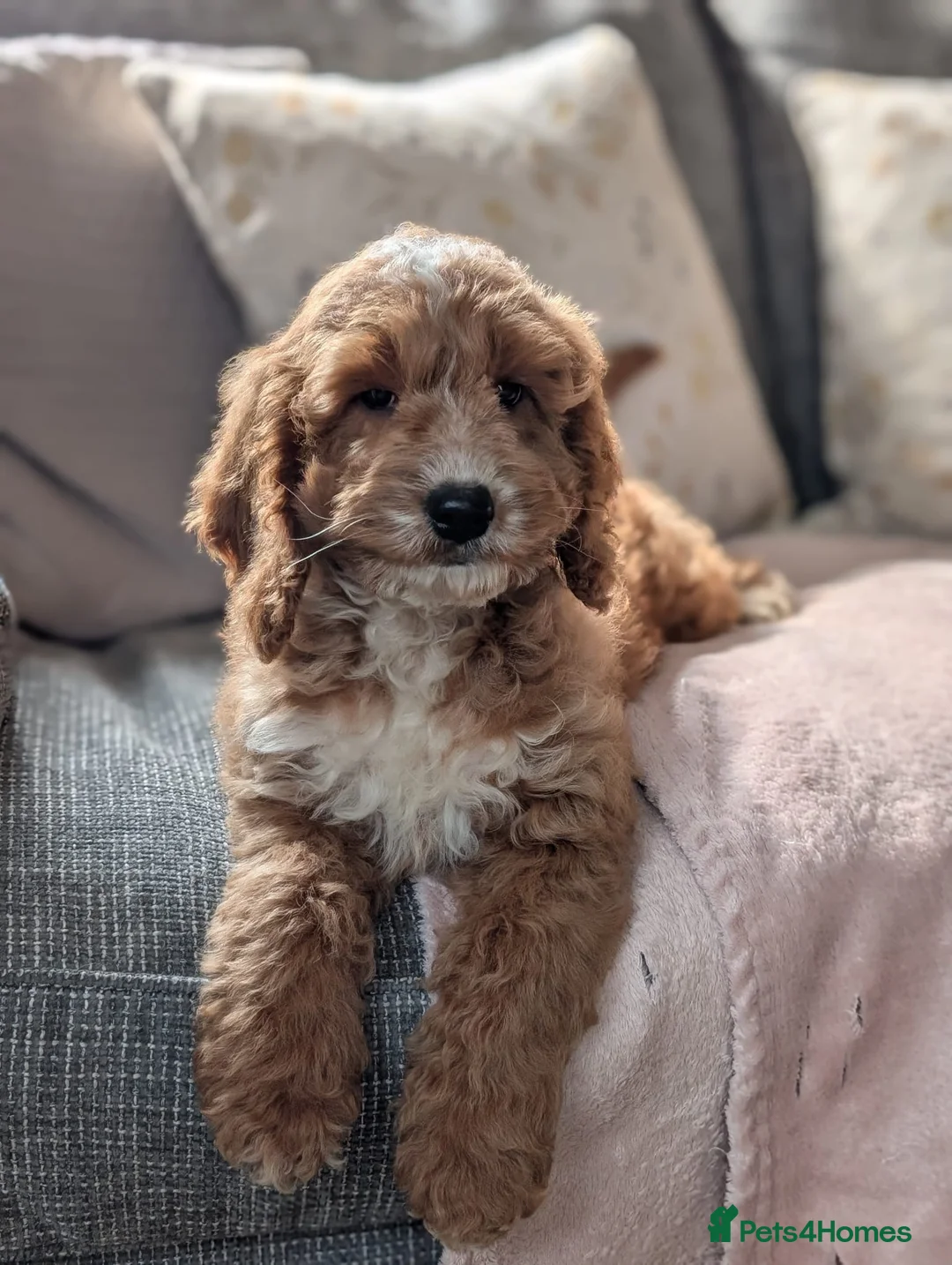 Cockapoo dogs for sale: Adorable F1 Cockapoo girl - Advert 4