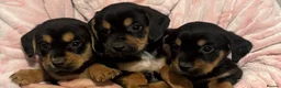Cocker Spaniel dogs for sale: Show/working cocker spaniel pups lovely colours  in Lowestoft - Advert 14