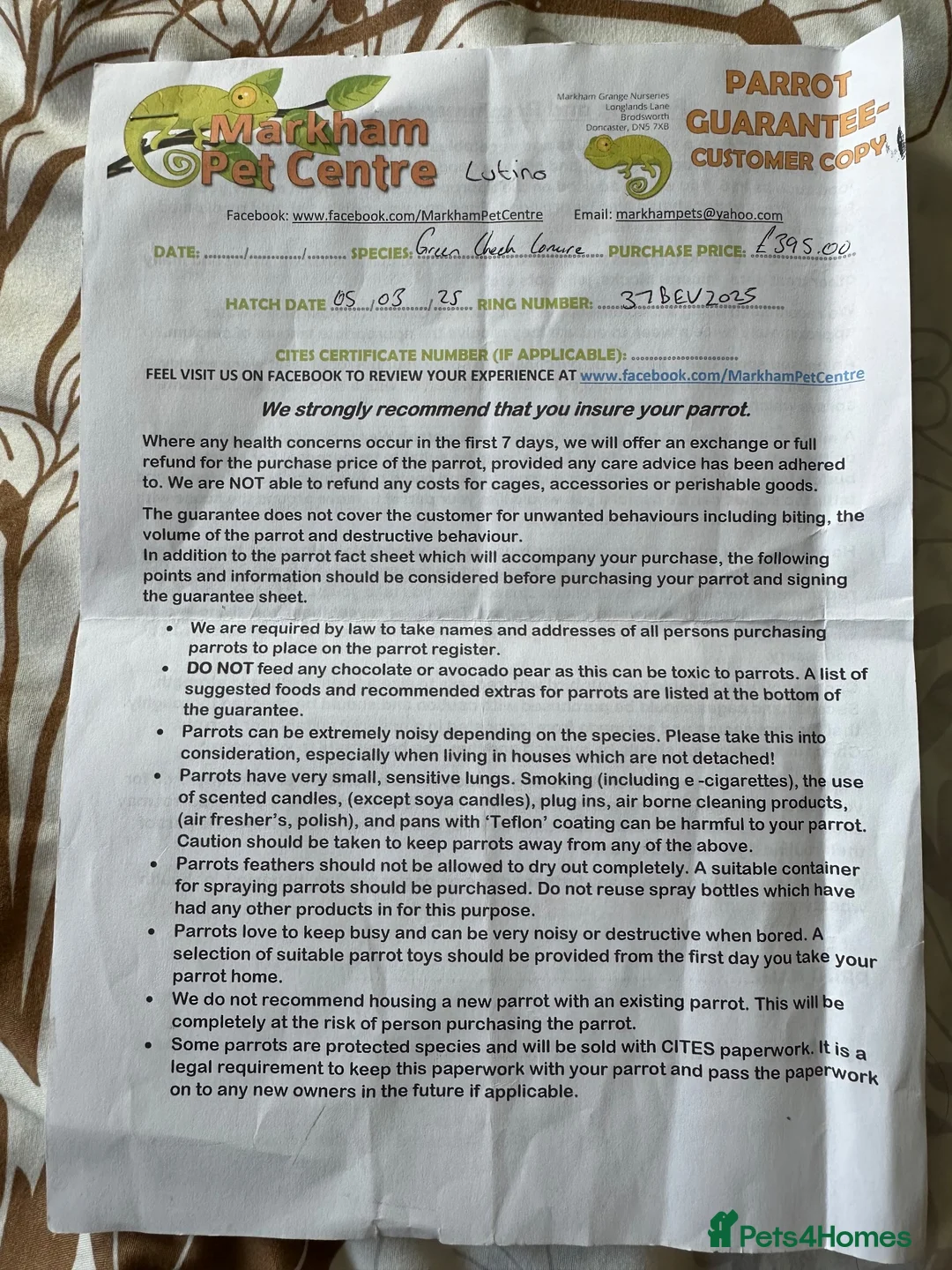Conures birds for sale: Handreared talking  lutino conure for sale - Advert 2