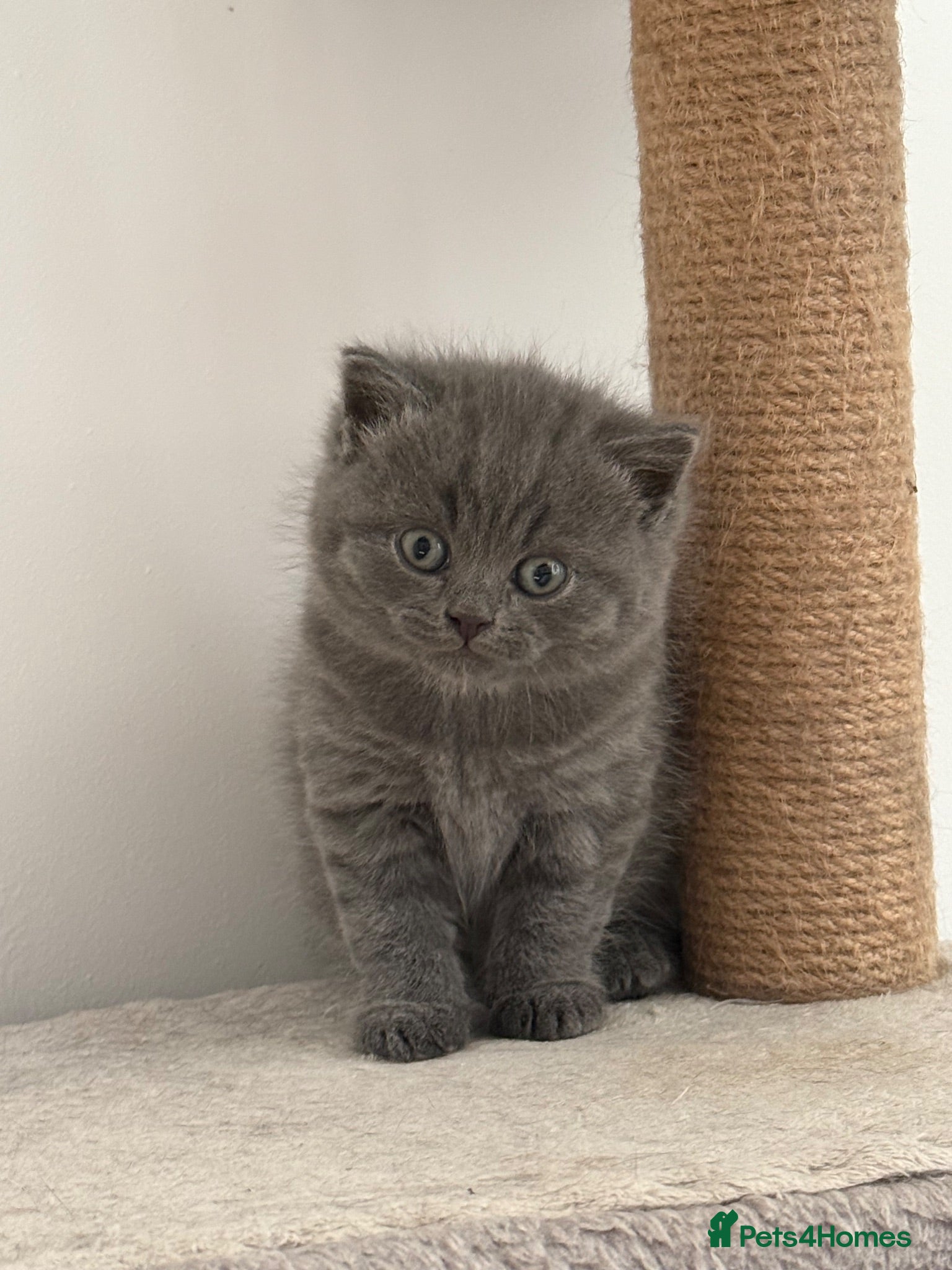 British Shorthair cats British shorthair kittens available  - Advert 1