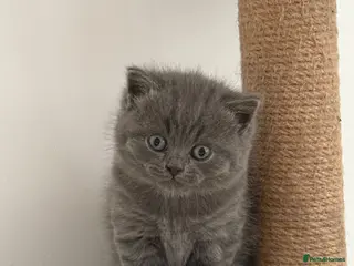 British Shorthair cats British shorthair kittens available - Advert 1