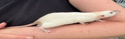 Rat rodents for sale: Beautiful friendly Dumbo rats  - Advert 16