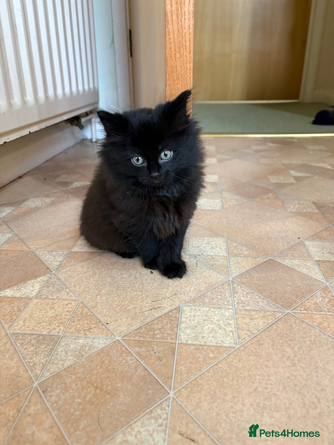 Ragdoll cats for sale: Longhair ragdoll kittens  - Advert 4