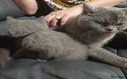 British Shorthair cats for sale: British Shorthair  - Image 36