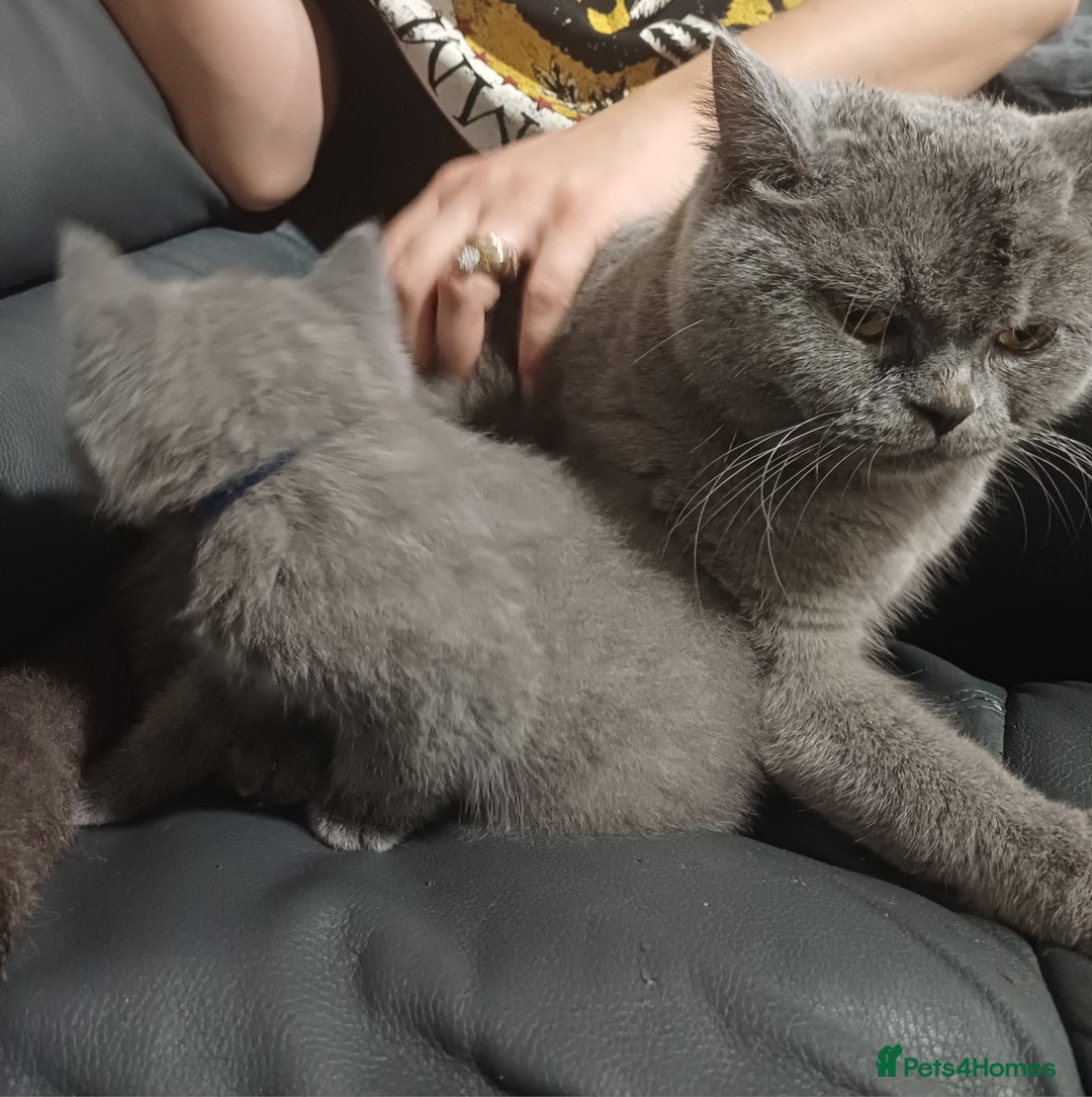 British Shorthair cats for sale: British Shorthair  - Image 36