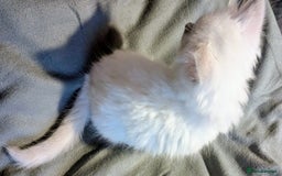 Ragdoll cats for sale: 💕💛GCCF Registered 💛💕Pedigree Ragdoll kittens - Image 17