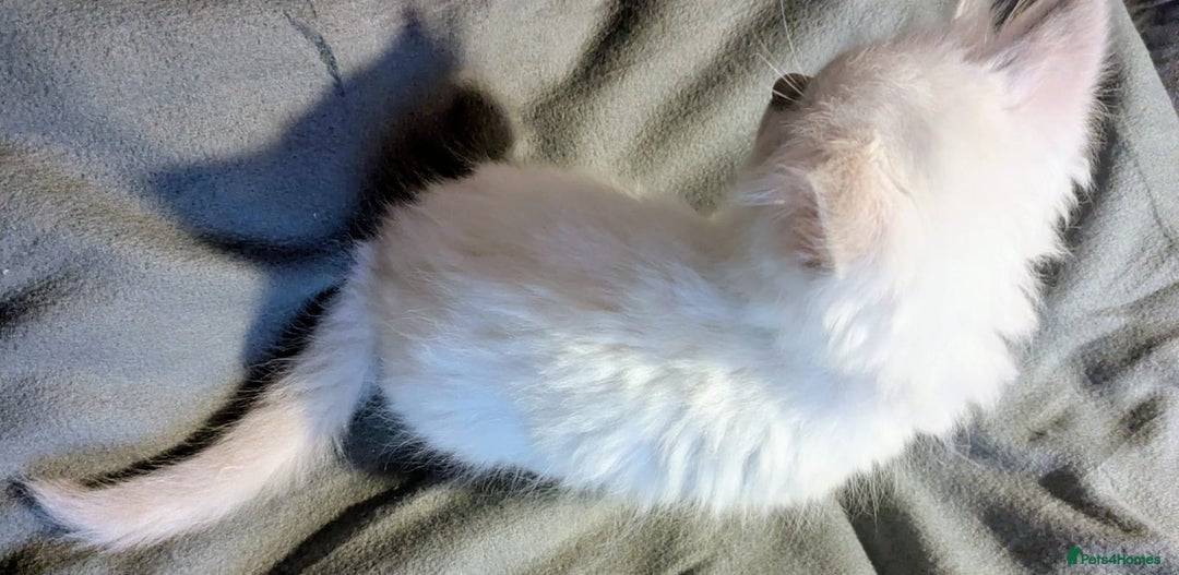 Ragdoll cats for sale: 💕💛GCCF Registered 💛💕Pedigree Ragdoll kittens - Image 17