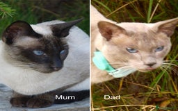 Siamese cats for sale: Siamese Kittens - Image 2