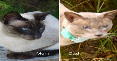 Siamese cats - Advert 4