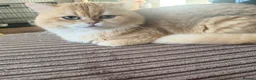 British Shorthair cats for sale: Golden chocolate British shorthair  - Advert 4
