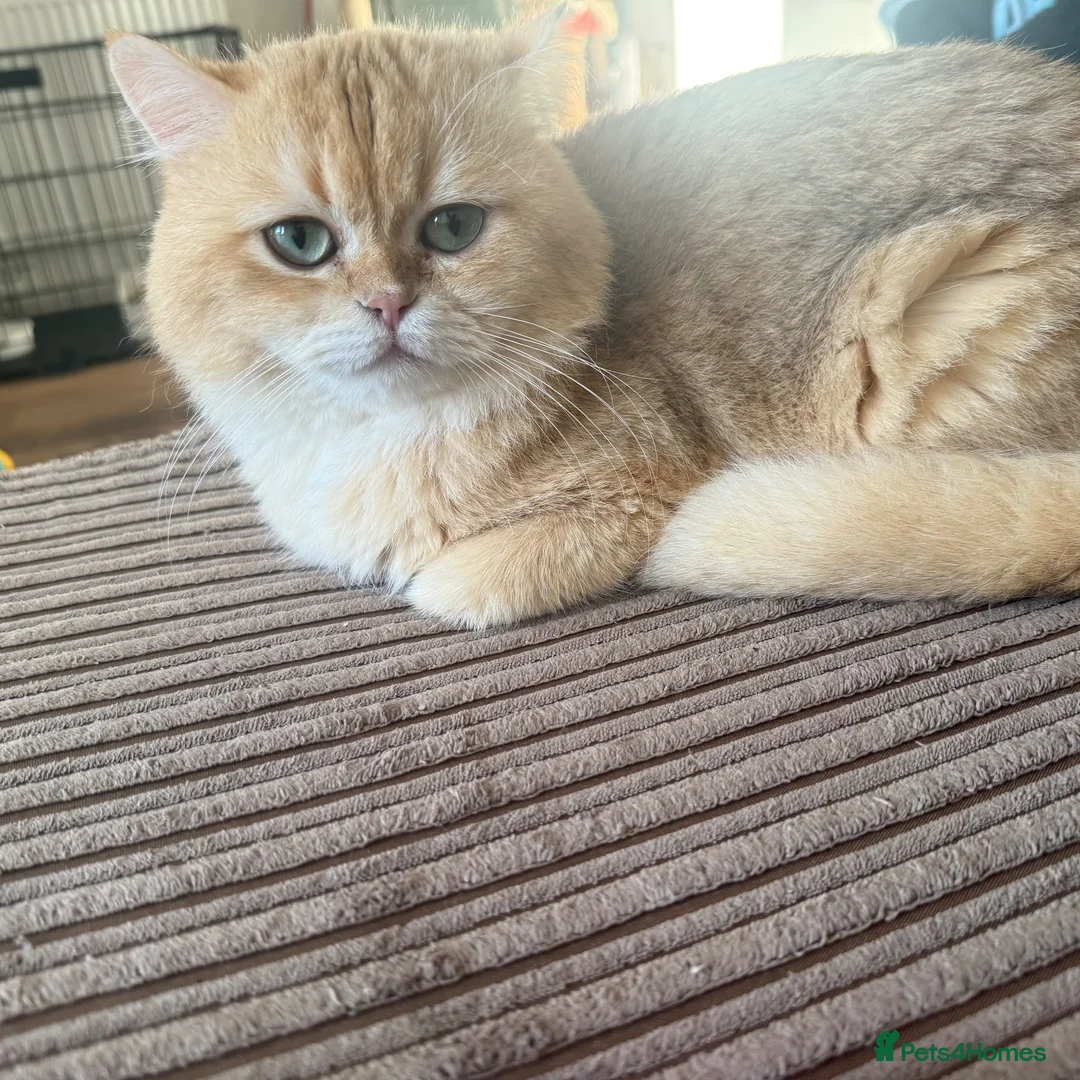 British Shorthair cats for sale: Golden chocolate British shorthair  - Advert 4