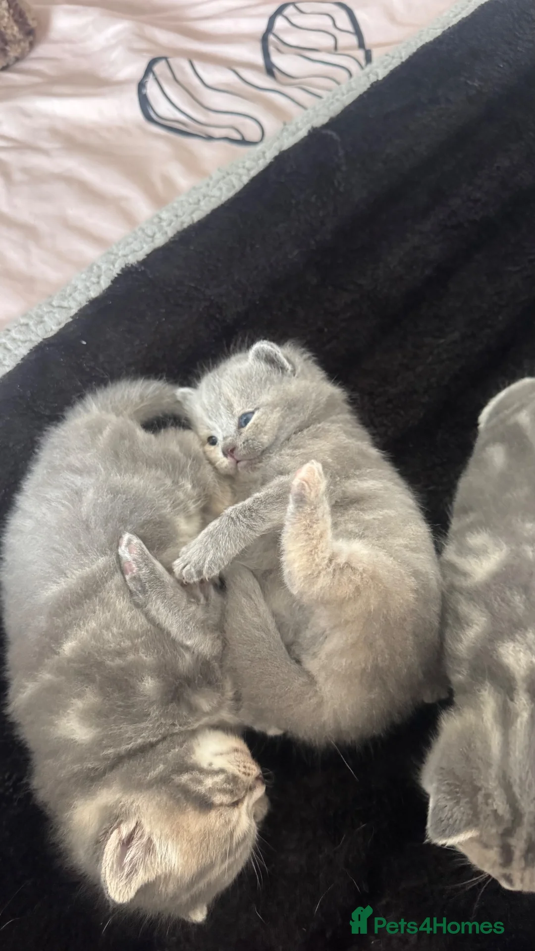 British Shorthair cats for sale: ‼️2 REMAINING‼️ BSH cross kittens available💞 - Advert 40