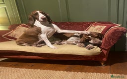 Bracco Italiano dogs for sale: Exciting litter Due September  - Image 11