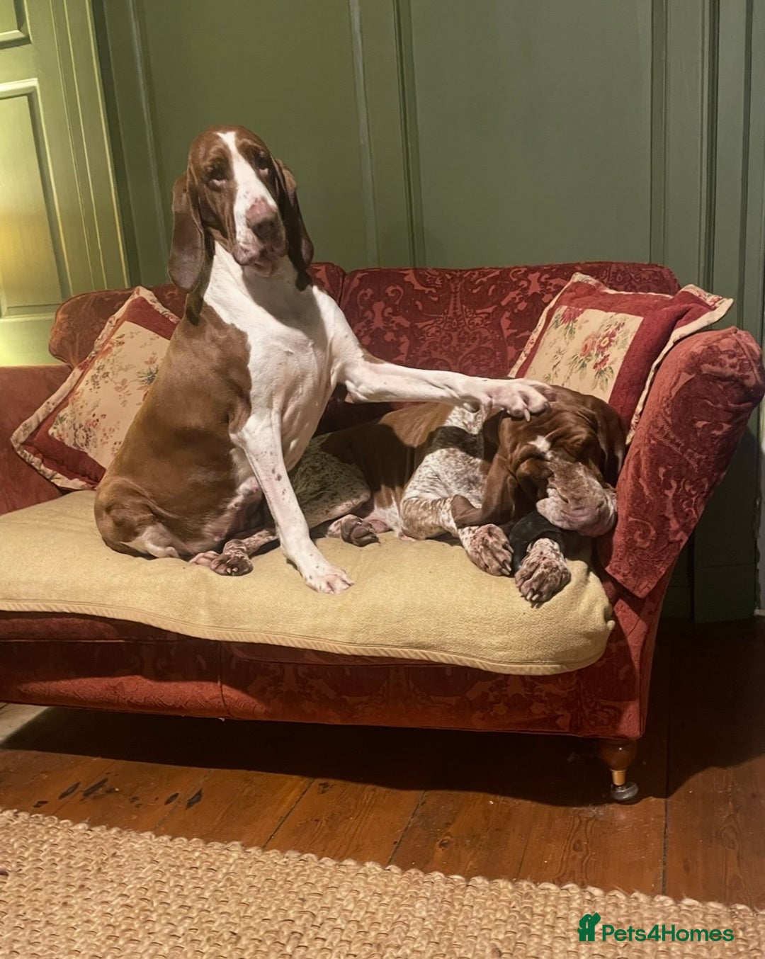 Bracco Italiano dogs for sale: Exciting litter Due September  - Image 11