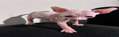 Sphynx Kitten 3