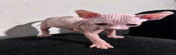 Sphynx cats for sale: Beautiful cats sphynx - Advert 8