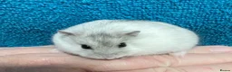 Hamster rodents for sale: Baby Winter White Russian hamsters from show stock - Advert 1