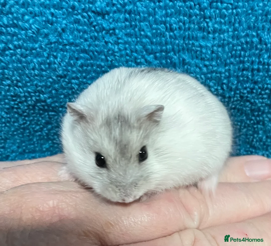 Hamster rodents for sale: Baby Winter White Russian hamsters from show stock - Advert 1
