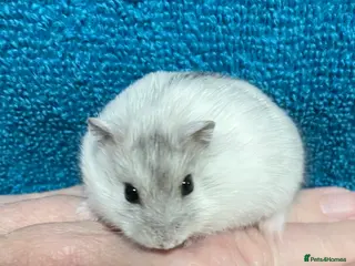 Hamster rodents Baby Winter White Russian hamsters from show stock - Advert 7