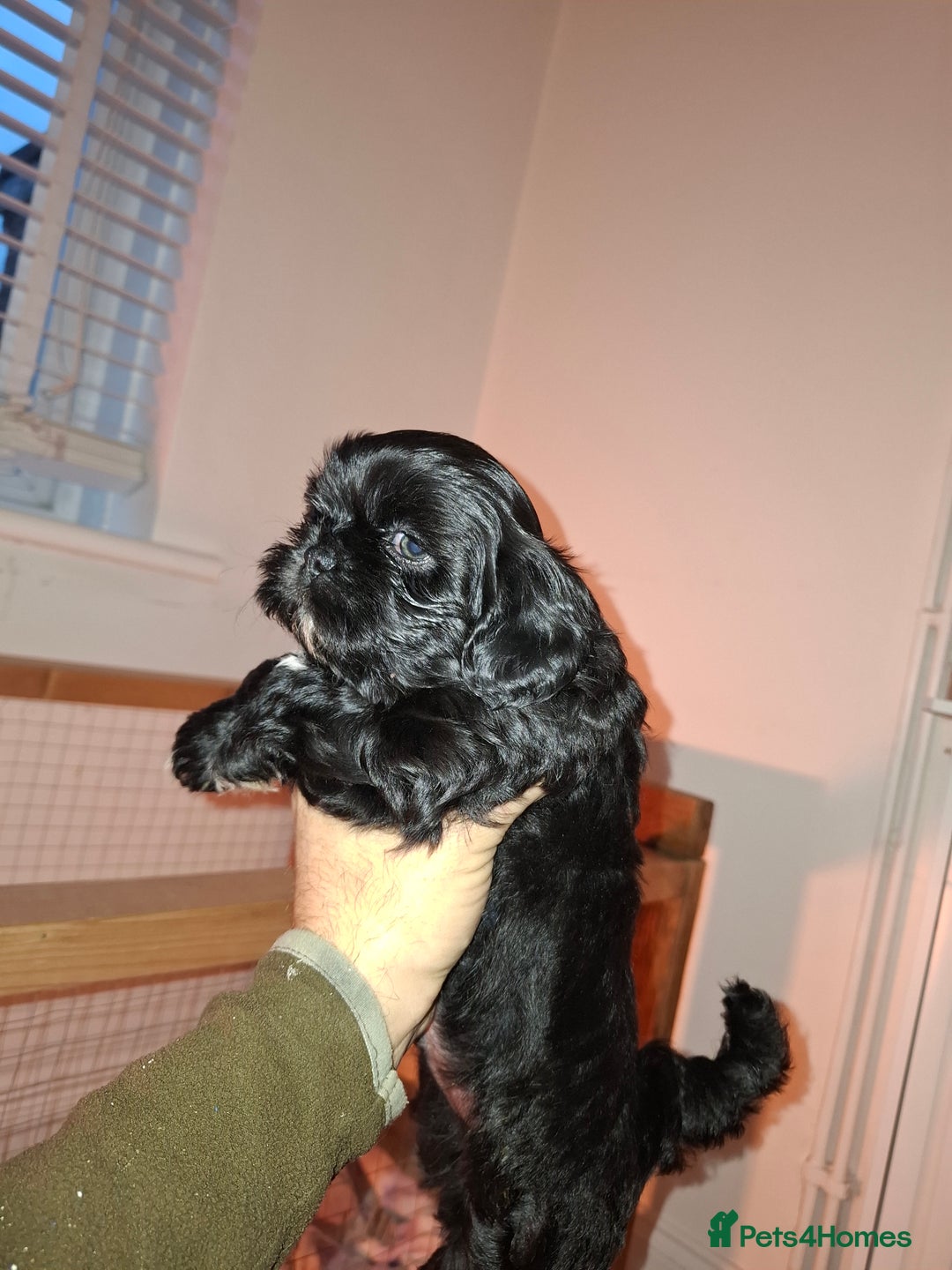Shih Tzu dogs for sale: Shih tzu pups - Advert 21