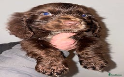 Cocker Spaniel dogs for sale: 4 girls 1 boy - Advert 4