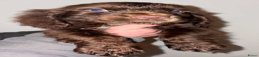 Cocker Spaniel Puppy 3