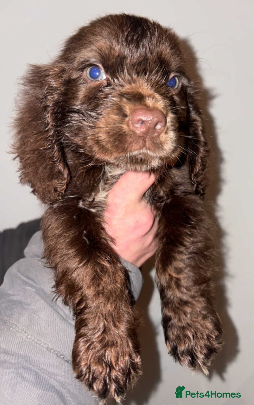 Cocker Spaniel dogs for sale: 4 girls 1 boy - Advert 4