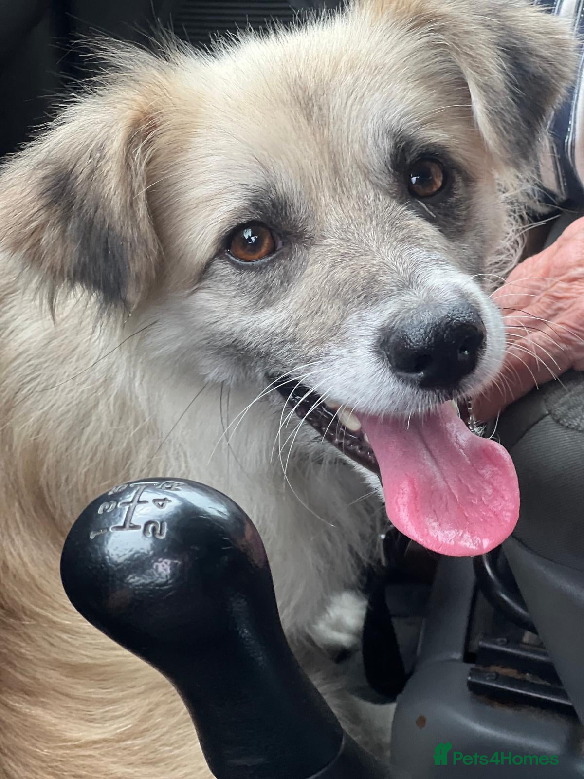 Border Collie dogs JOEY – Border Collie (Male) - Advert 3