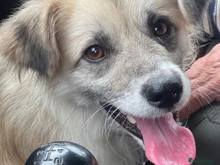 Border Collie dogs JOEY – Border Collie (Male) - Advert 3