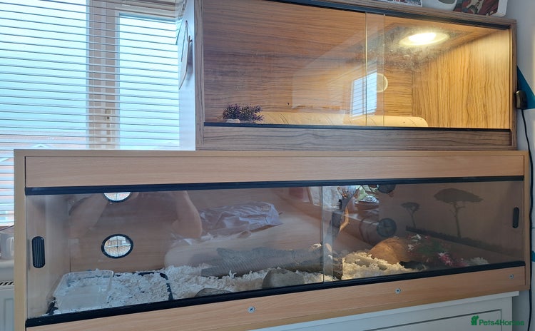 Corn Snake reptiles - Advert 8