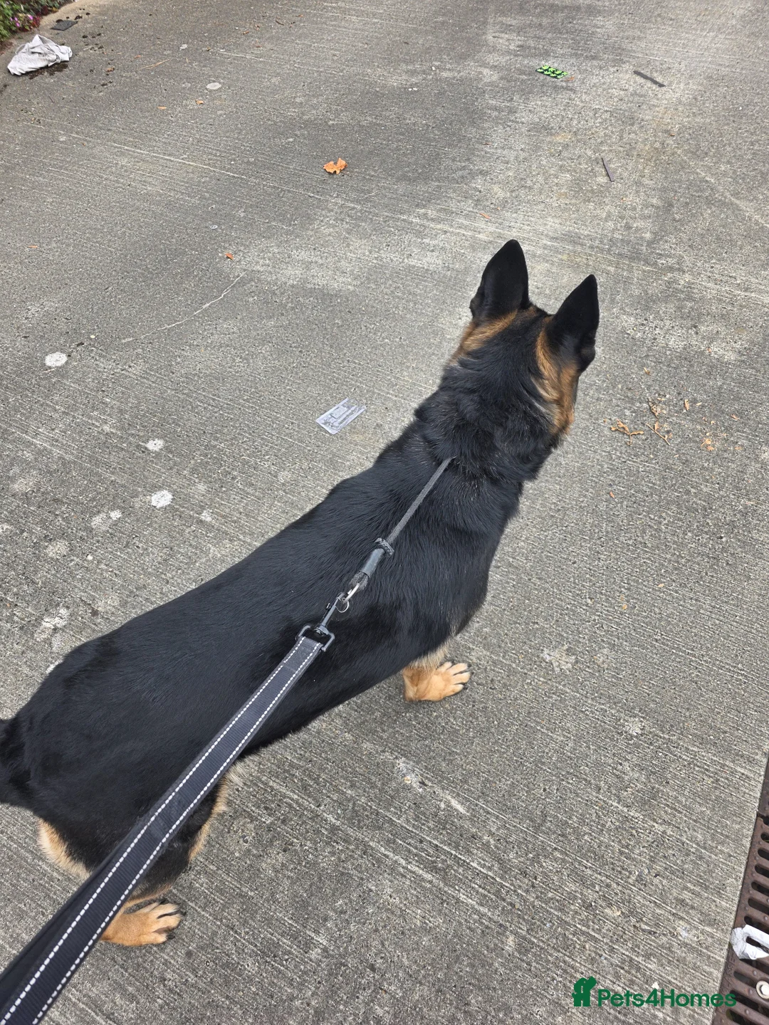 German Shepherd dogs for sale: Banshee the German Shepherd - Advert 7