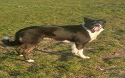 Border Collie dogs for sale: Female Short Hair Border Collie - Advert 9