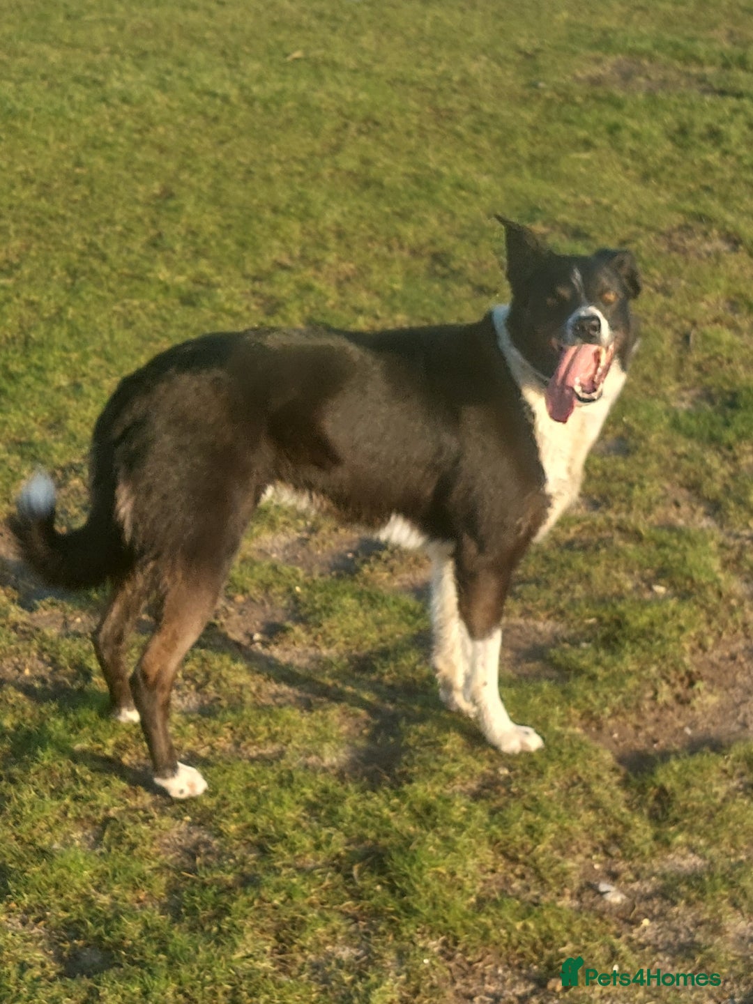Border Collie dogs for sale: Female Short Hair Border Collie - Advert 9