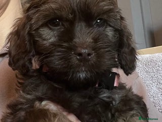 Cockapoo dogs 🩷READY TO LEAVE - Beautiful F1 Cockapoo pups - Advert 10