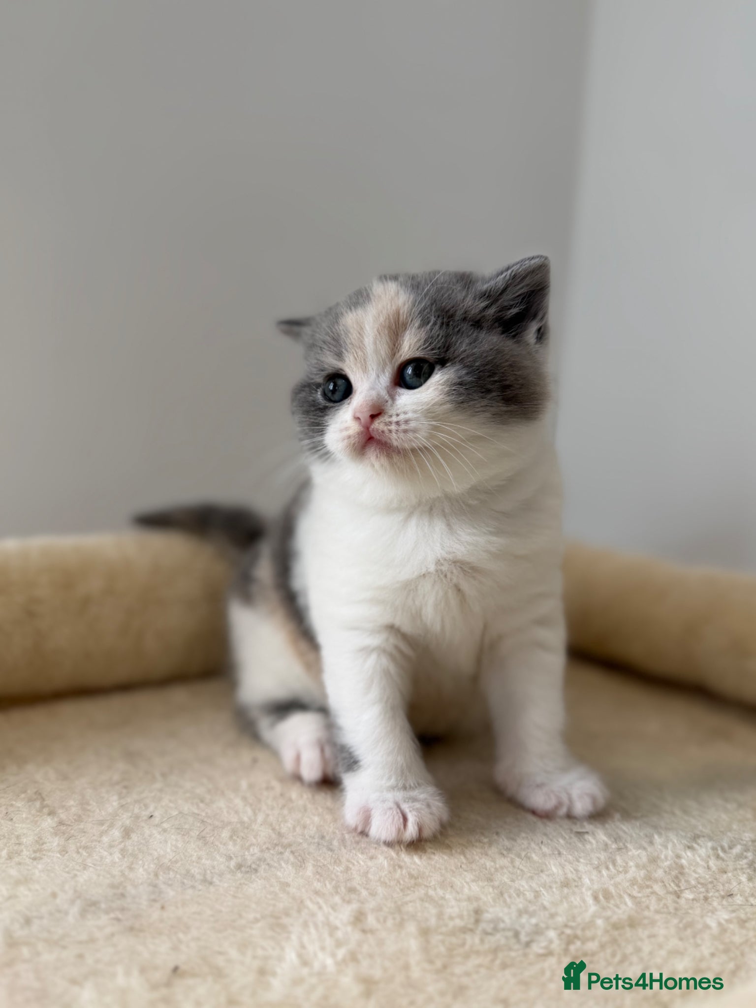 British Shorthair cats for sale: 3 Beautiful BSH, 1 BLH kittens - Advert 8