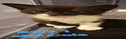 Mixed Breed cats for sale: Tonkinese cross kittens  - Advert 8