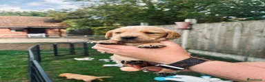 Cockerdor Puppy 5