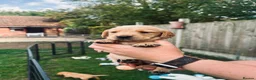 Cockerdor dogs for sale: Stunning Cockerdors for sale  in Norwich - Advert 6