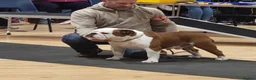 English Bulldog dogs for sale: English Bulldog Puppies  - Advert 10