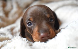 Miniature Dachshund dogs for sale: miniature dachshund puppies ready to reserve 🤍 - Image 4