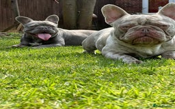 French Bulldog dogs for sale: Diamond 💎 French bulldog  - Image 3