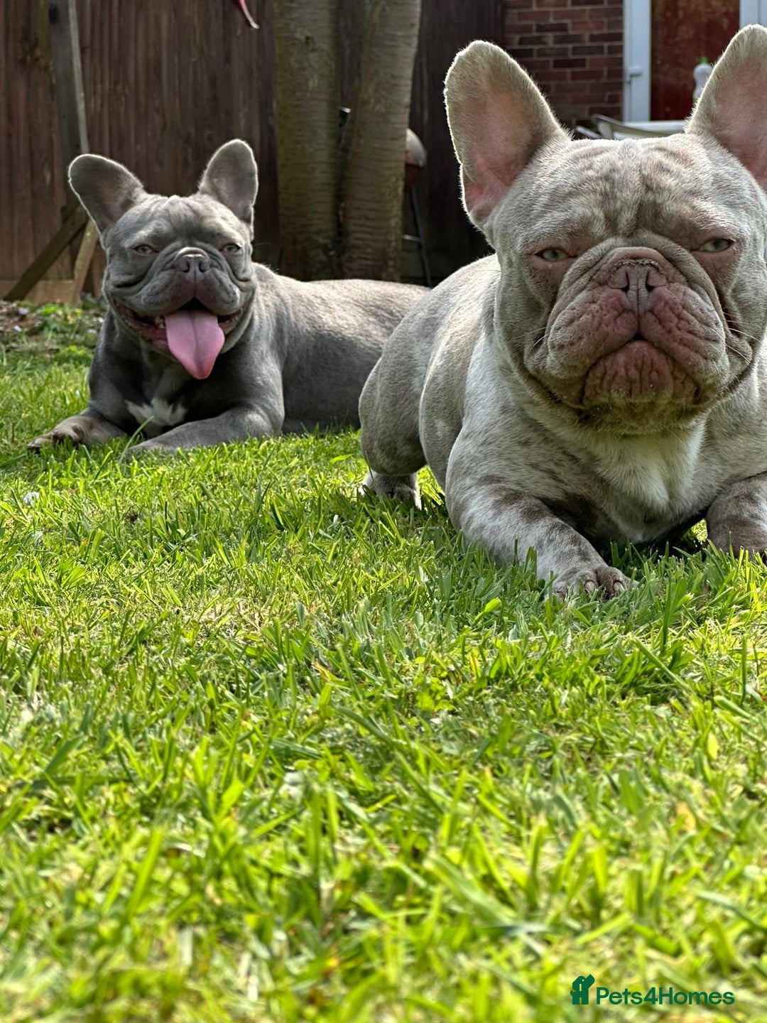 French Bulldog dogs for sale: Diamond 💎 French bulldog  - Image 3