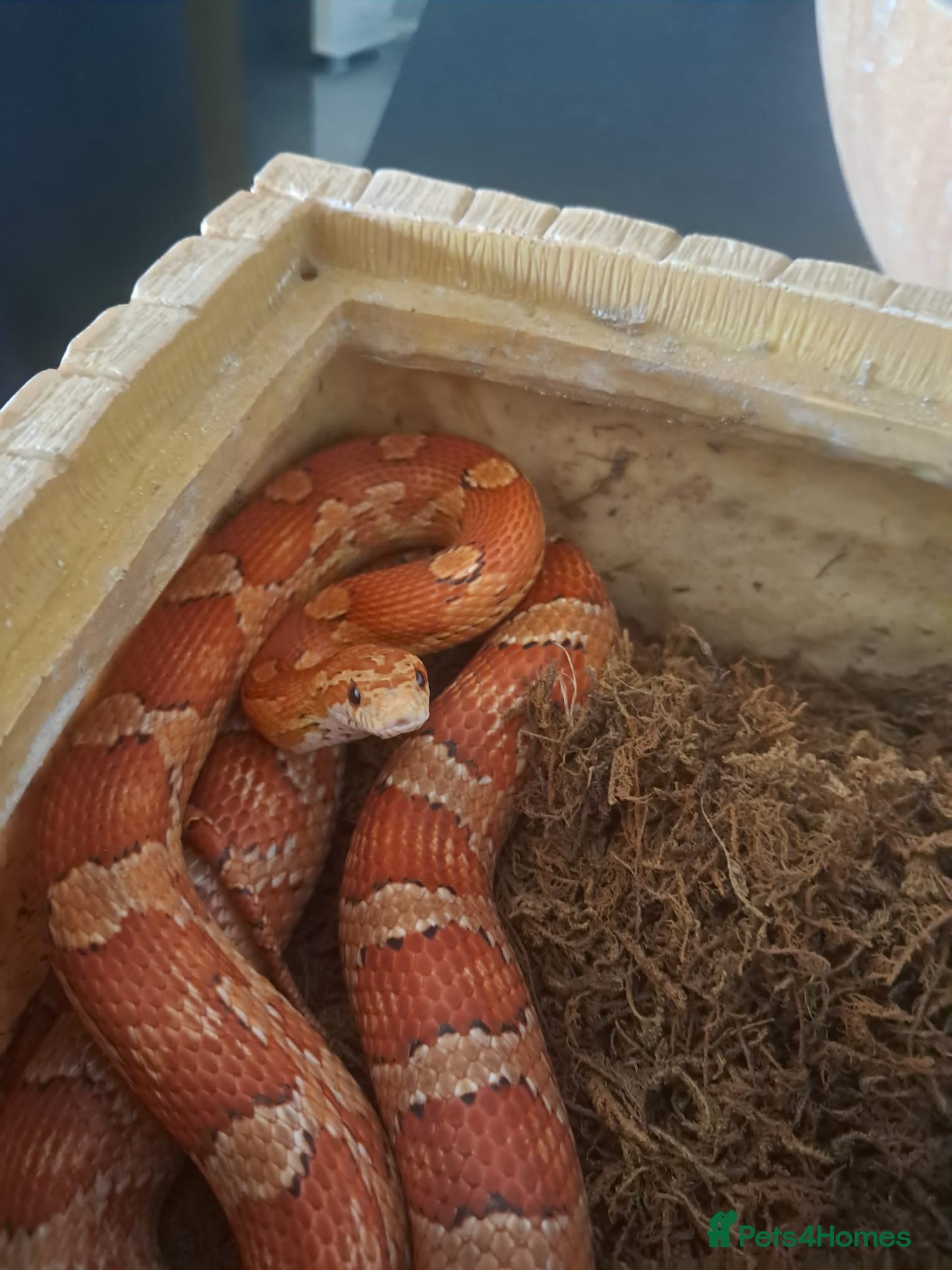 Corn Snake reptiles Corn snake  - Advert 4
